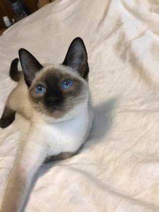 Southern Traditional Siamese and Balinese Kittens for Sale