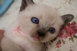 Southern Traditional Siamese and Balinese Kittens for Sale