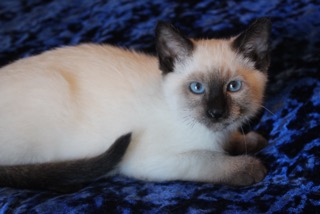 Southern Traditional Siamese and Balinese Kittens for Sale