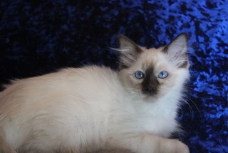Traditional Siamese, Lynx and Balinese Kittens for Sale