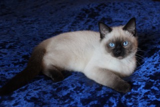 Southern Traditional Siamese and Balinese Kittens for Sale