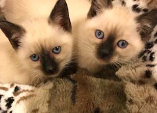Southern Traditional Siamese and Balinese Kittens for Sale