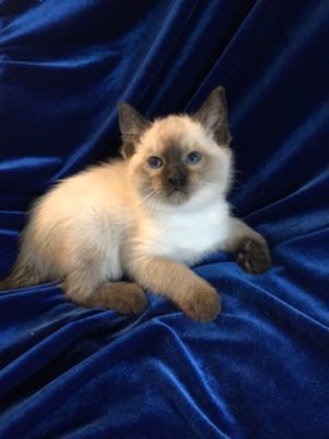 Southern Traditional Siamese and Balinese Kittens for Sale