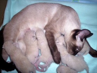 Southern Traditional Siamese and Balinese Kittens for Sale