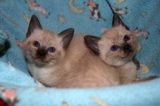 Southern Traditional Siamese and Balinese Kittens for Sale