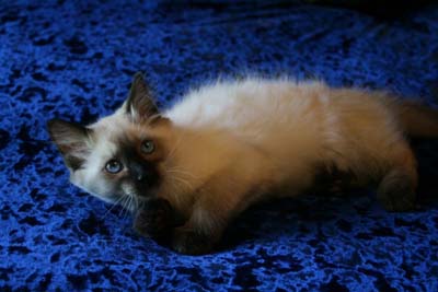 Southern Traditional Siamese and Balinese Kittens for Sale